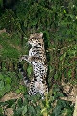 MARGAY CAT leopardus wiedi, FEMALE STANDING UP ON HIND LEGS