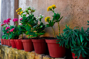 Fototapeta na wymiar Sequencia de flores coloridas em potes. Plantas decorativas