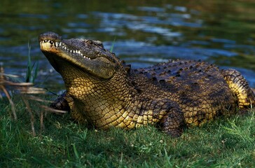 NILE CROCODILE crocodylus niloticus IN THE MASAI MARA PARK IN KENYA