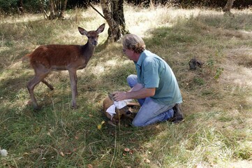 Vet with Roe Deer, capreolus capreolus at 