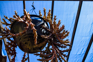 Planta suculenta pendurada no teto