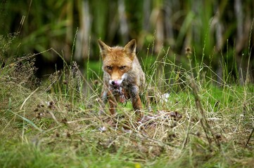 RED FOX vulpes vulpes, ADULT FEEDING ON COMMON PHEASANT, NORMANDY IN FRANCE