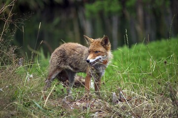 RED FOX vulpes vulpes, ADULT KILLING A COMMON PHEASANT, NORMANDY IN FRANCE