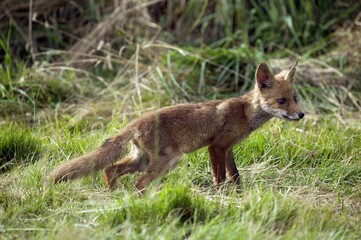 RED FOX vulpes vulpes, YOUNG ON GRASS, NORMANDY IN FRANCE