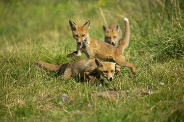 Naklejka na ściany i meble RED FOX vulpes vulpes, ADULT HUNTING A PARTRIDGE, NORMANDY IN FRANCE