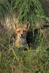 RED FOX vulpes vulpes, ADULT EMERGING FROM DEN, NORMANDY IN FRANCE