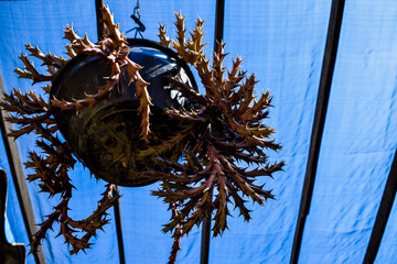 Planta suculenta pendurada no teto
