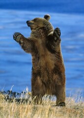 GRIZZLY BEAR ursus arctos horribilis, ADULT STANDING ON HIND LEGS, ALASKA