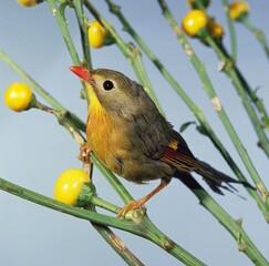 RED BILLED LEIOTHRIX leiothrix lutea