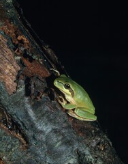 EUROPEAN TREE FROG hyla arborea, ADULT ON BRANCH, FRANCE