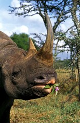Fototapeta premium BLACK RHINOCEROS diceros bicornis, ADULT FEEDING, KENYA