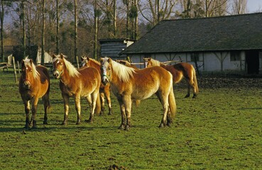 HAFLINGER PONY, HERD ON GRASS