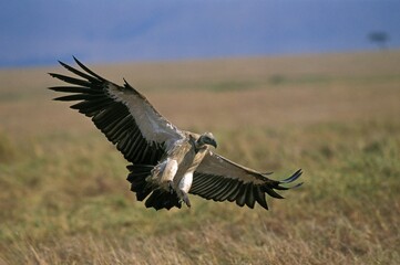 AFRICAN WHITE BACKED VULTURE gyps africanus, ADULT LANDING, MASAI MARA PARK, KENYA
