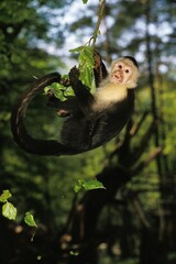 WHITE HEADED CAPUCHIN cebus capucinus, ADULT HANGING FROM BRANCH, COSTA RICA