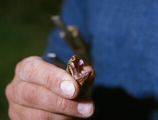 ASP VIPER vipera aspis, SNAKE BEING MILKED FOR VENOM, FRANCE