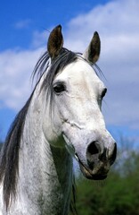 ANDALUSIAN HORSE, HEAD OF STALLION