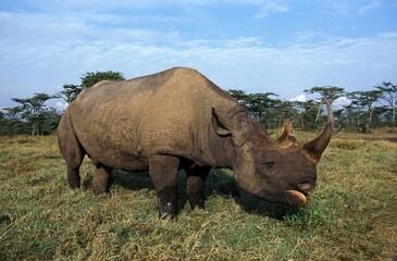 Fototapeta premium BLACK RHINOCEROS diceros bicornis, ADULT FEEDING, SAVANNAH IN KENYA