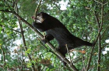 SPECTACLED BEAR tremarctos ornatus, ADULT HANGING ON BRANCH