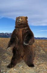 KODIAK BEAR ursus arctos middendorffi, ADULT STANDING UP ON HIND LEGS, ALASKA