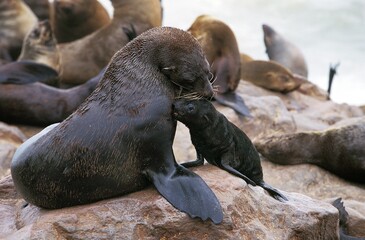 SOUTH AFRICAN FUR SEAL arctocephalus pusillus, MOTHER AND PUP STANDING ON ROCK, CAPE CROSS IN NAMIBIA