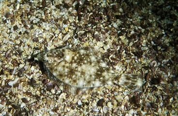SOLE solea solea, ADULT CAMOUFLAGED ON MIXED GRAVEL SEABED, FRANCE