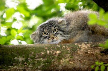Naklejka na ściany i meble MANUL OR PALLAS'S CAT otocolobus manul, ADULT STANDING ON BRANCH