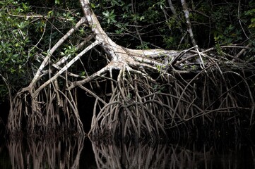 MANGROVE TREE IN ORINOCO DELTA, VENEZUELA