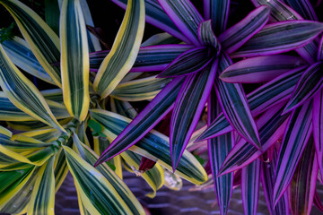 Grama colorida. Verde, amarelo, azul e roxo. Planta decorativa