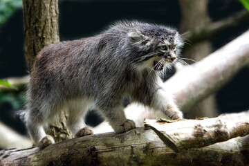 MANUL OR PALLAS'S CAT otocolobus manul, ADULT ON BRANCH