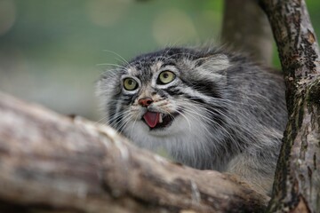 Fototapeta premium MANUL OR PALLAS'S CAT otocolobus manul, ADULTY GROWLING