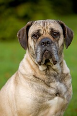 Obraz premium CANE CORSO, A DOG BREED FROM ITALY