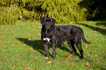 CANE CORSO, A DOG BREED FROM ITALY, ADULT STANDING ON GRASS