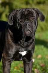 CANE CORSO, A DOG BREED FROM ITALY