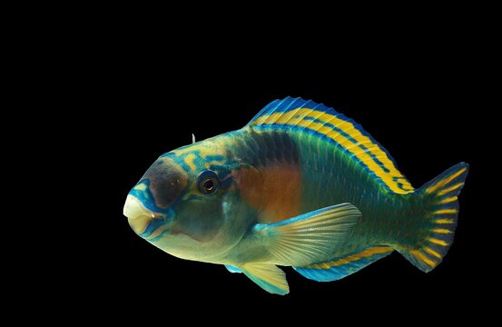 PARROT FISH scarus sordidus