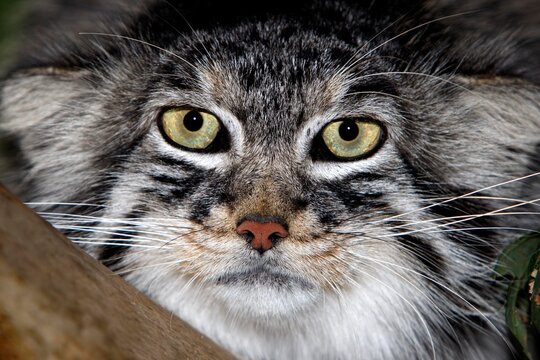 MANUL OR PALLAS'S CAT otocolobus manul, HEAD CLOSE-UP OF ADULT