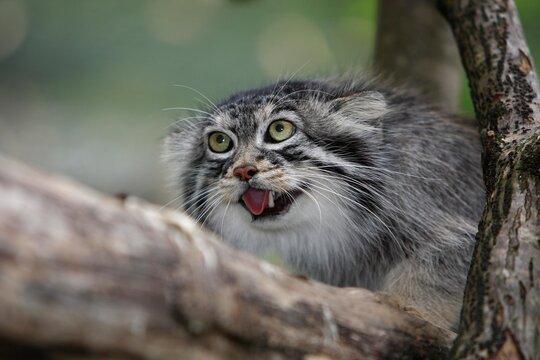 MANUL OR PALLAS'S CAT otocolobus manul, ADULTY GROWLING