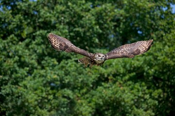 Obraz premium CAPE EAGLE OWL bubo capensis, ADULT IN FLIGHT