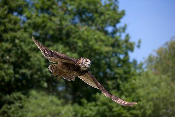 CAPE EAGLE OWL bubo capensis, ADULT IN FLIGHT