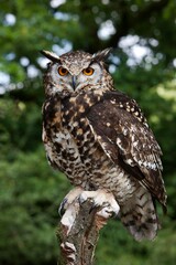 CAPE EAGLE OWL bubo capensis, ADULT PERCHED ON POST