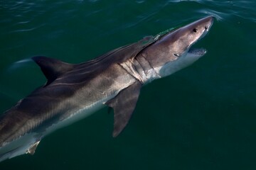 GREAT WHITE SHARK carcharodon carcharias, FALSE BAY IN SOUTH AFRICA