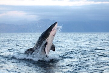 Fototapeta premium GREAT WHITE SHARK carcharodon carcharias, ADULT BREACHING, FALSE BAY IN SOUTH AFRICA