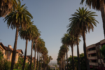 Fototapeta na wymiar Rows of Round palm trees standing along the street in West Hollywood in California