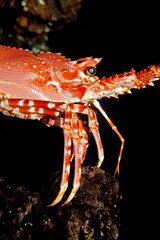 NATAL SPINY LOBSTER palinurus delagoae, SOUTH AFRICA