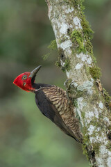 guayaquil woodpecker © Croc Photos