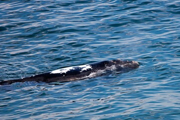 Fototapeta premium SOUTHERN RIGHT WHALE eubalaena australis NEAR HERMANUS, SOUTH AFRICA