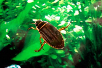 Great Diving Beetle, dytiscus marginalis, Adult standing in Water, Normandy