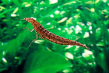Great Diving Beetle, dytiscus marginalis, Larvae in Water, Normandy