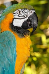 Blue-and-Yellow Macaw, ara ararauna, Portrait of Adult © slowmotiongli