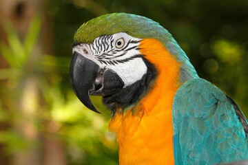 Blue-and-Yellow Macaw, ara ararauna, Portrait of Adult © slowmotiongli