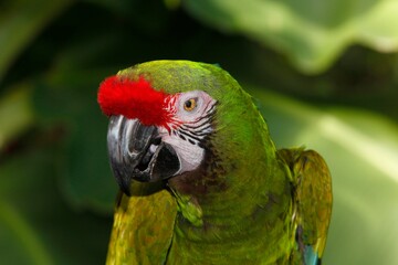 Military Macaw, ara militaris, Portrait of Adult